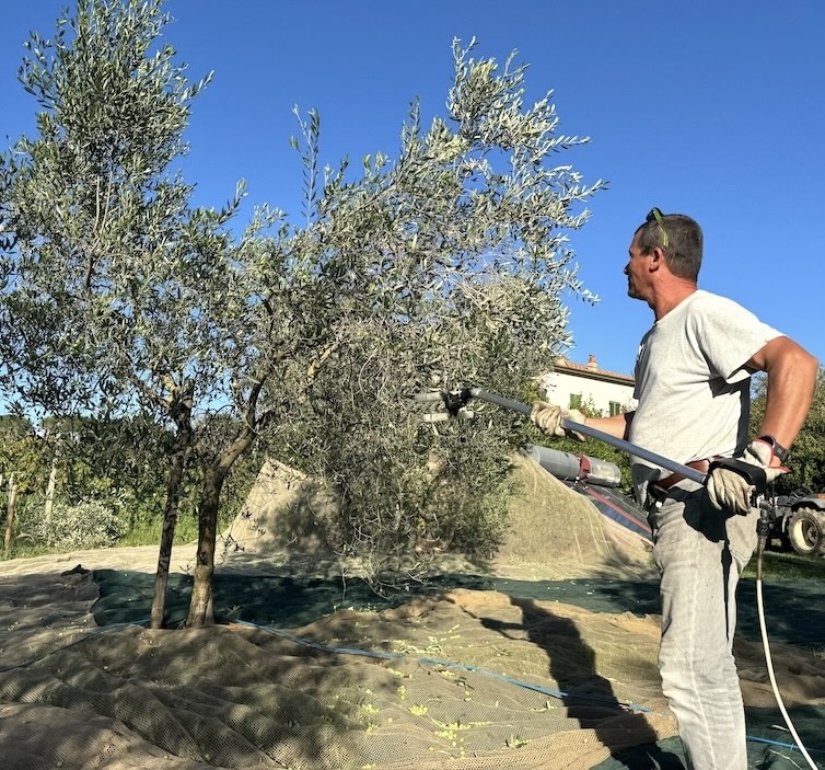 Raccolta di olive