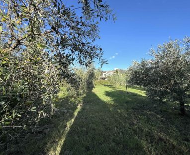 Piante di Ulivo